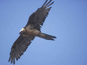 Bearded vulture in Rauris Valley