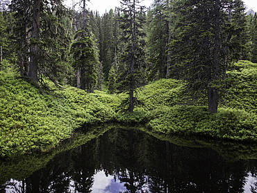 Pond in Rauris Virgin Forest